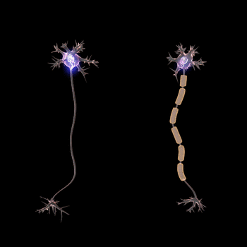 Denne lille animation viser, hvordan signalet gennem en nerve rejser ved hjælp af små strømstød (aktionspotentialer) ned gennem en nerve. Når den isolerende fedtskede omgiver nerven, rejser beskeden meget hurtigere.
