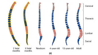 På billedet kan man til venstre se rygsøjlen hos et henholdsvis 2 og 6 mdr gammelt foster og yderst til højre den “voksne rygsøjle”